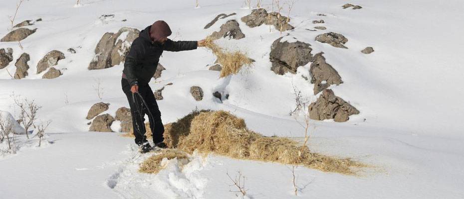 Milli parkta yerleri drone ile belirlenen dağ keçilerine yem bırakıldı