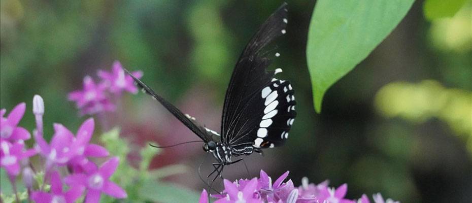 Tropikal Kelebek Bahçesi geçen yıl 375 bin ziyaretçiyi ağırladı