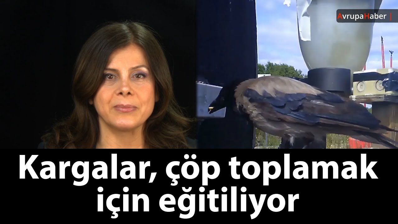 Kargalar, çöp toplamak için eğitiliyor