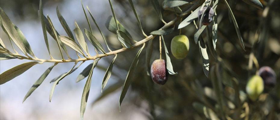 Tirilye zeytini yetiştiriciliğinin korunması için UNESCO’ya başvuruldu