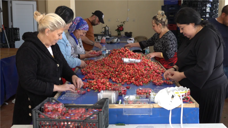 Tarımda Maliyetler Arttı Üretici Sayısı Azaldı