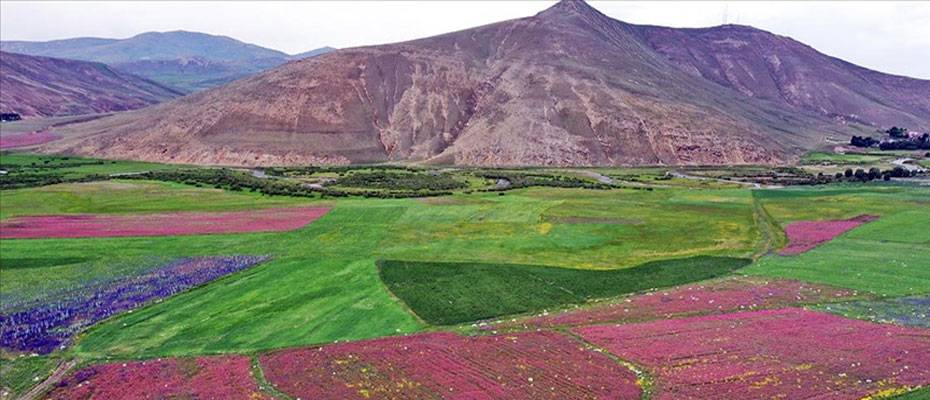 Ağrı’da tarlalar ve dağlar rengarenk çiçeklerle kaplandı