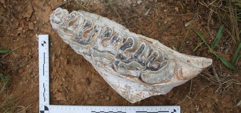 Denizli'de 8 milyon yıllık hayvan fosilleri bulundu