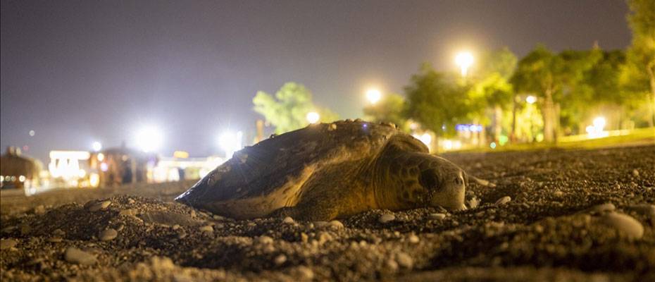 Antalya’da deniz kıyısına çıkan caretta caretta için sahil boşaltıldı