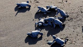 Deniz kaplumbağaları Doğu Akdeniz sahillerine yumurta bırakmaya başladı