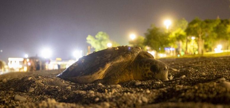 Üniversite öğrencilerinden deniz kaplumbağaları için 'gönüllü nöbet'