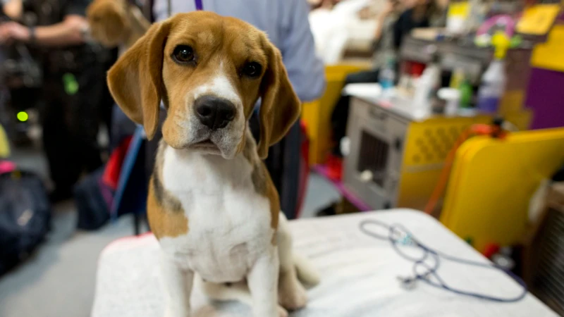 ABD’de Köpekler Üzerinde Deneyler Tepki Çekiyor
