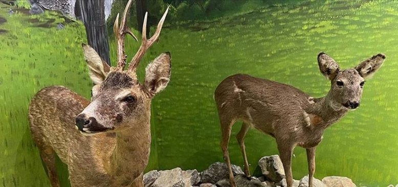 Bartın'da vahşi hayvanların tahnitinin sergileneceği müzenin açılışı yapıldı