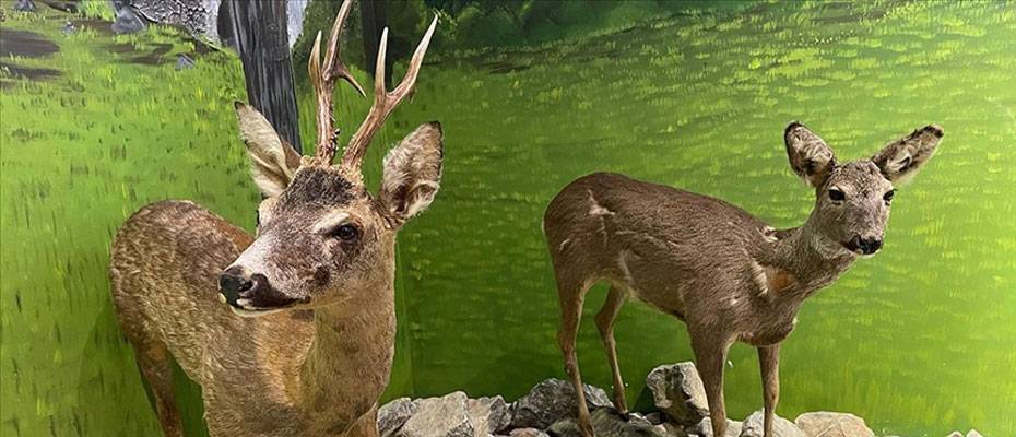 Bartın’da vahşi hayvanların tahnitinin sergileneceği müzenin açılışı yapıldı