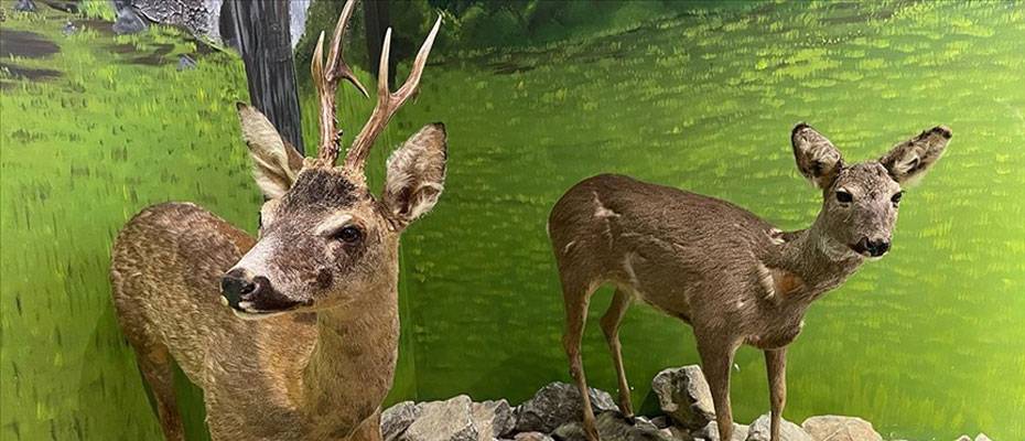 Bartın’da vahşi hayvanların tahnitinin sergileneceği müzenin açılışı yapıldı