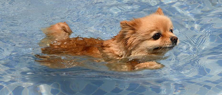 Sıcaktan bunalan pet otel sakinleri soluğu havuzlarda alıyor