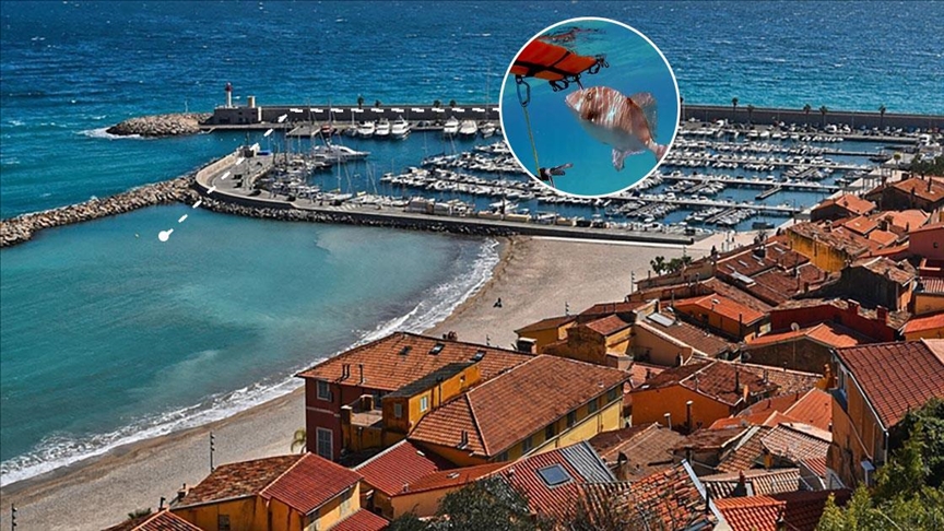 Plajlarda 'ısıran balık' paniği başladı