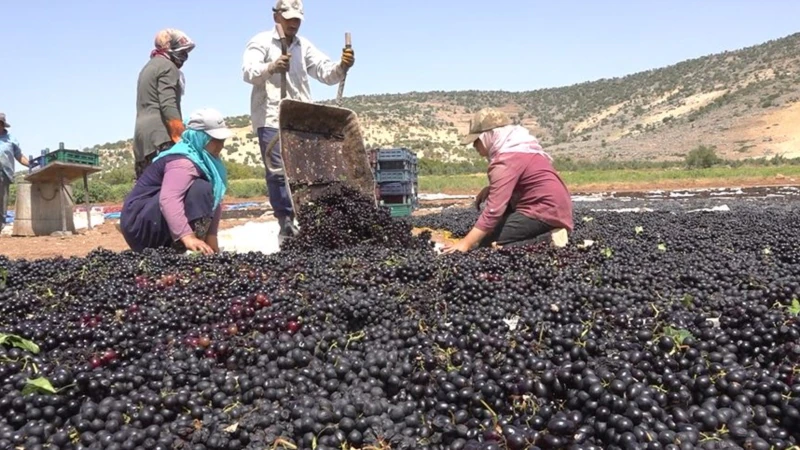 Kilis’te Üzüm Hasadında Çiftçi Umduğunu Bulamadı