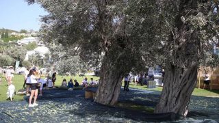 Muğla'daki 5. Zeytin Hasadı etkinliğinde tatilciler 700 yıllık ağaçlardan zeytin topladı