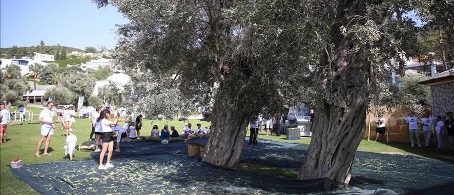 Muğla’daki 5. Zeytin Hasadı etkinliğinde tatilciler 700 yıllık ağaçlardan zeytin topladı