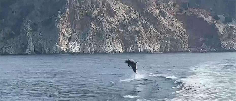 Alanya’da yunuslardan turistlere sürpriz gösteri