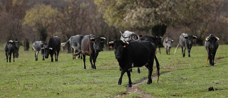 İspanya'da boğaya 'evet' boğa güreşine 'hayır' tartışması büyüyor