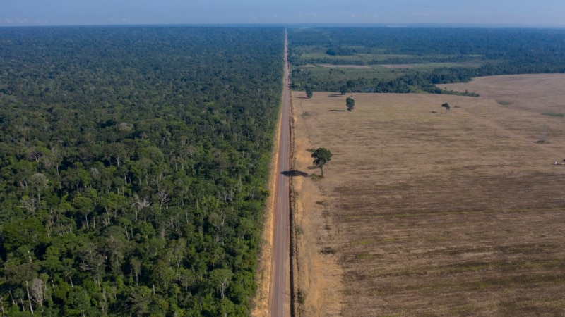 AB Ormanları Yok Eden Ürünlerin İthalatını Yasaklıyor