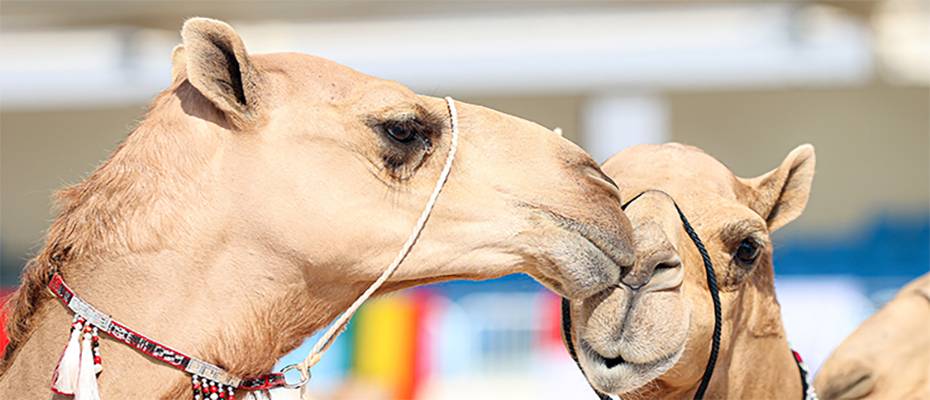 Dünyanın en güzel develeri, Katar’daki Mzayen Dünya Kupası’nda seçiliyor