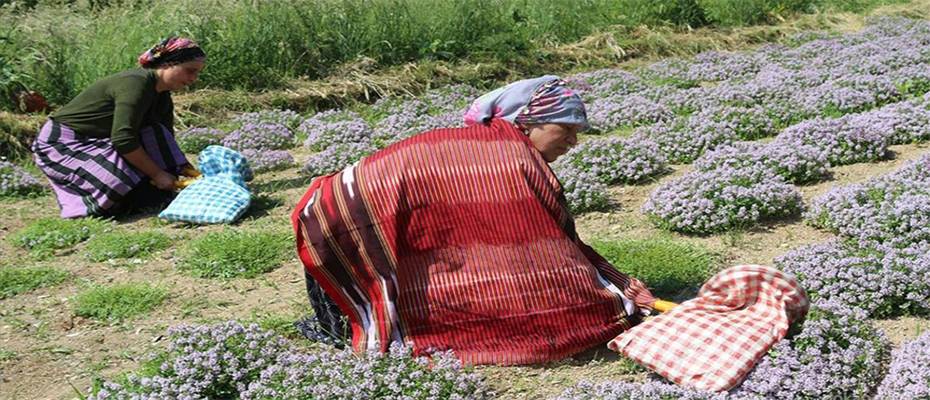 Doğu Karadeniz'de kalkınmaya 2023'te 1 milyar lira destek hedefleniyor
