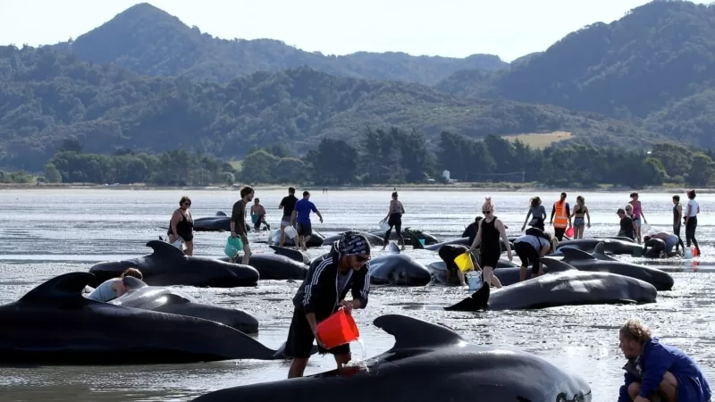 Avustralya’da 100’e yakın balina toplu şekilde intihar etti