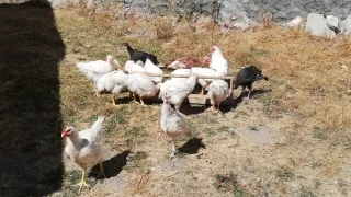 Sivas'ta ayılar köyü bastı ondört tavuk telef oldu
