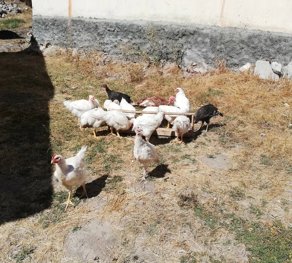 Sivas’ta ayılar köyü bastı ondört tavuk telef oldu