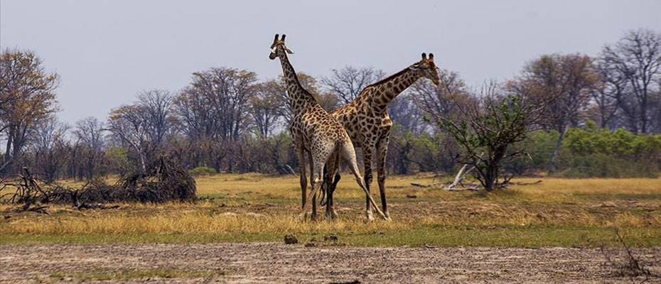 Kalahari Çölü’nden Chobe Nehri’ne, Botsvana’nın vahşi doğasına yolculuk