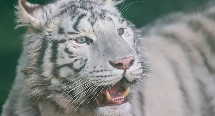 Gaziantep Hayvanat Bahçesi’nde 6 milyon ziyaretçi hedefi