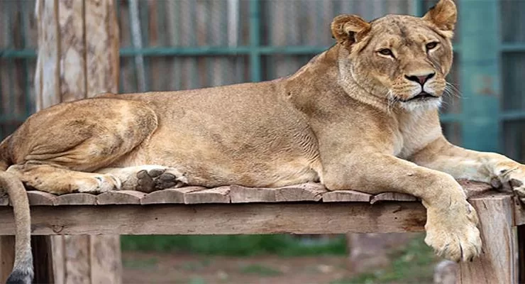 Kayseri’deki hayvanat bahçesi bir yılda 450 bin kişiyi ağırladı