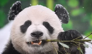 Çin ile ABD arasında yeniden “panda diplomasisi”