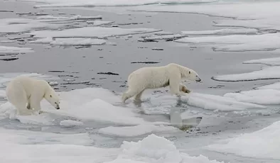 Kutup ayılarının nesli iklim değişikliği ve küresel ısınma nedeniyle tehlike altında