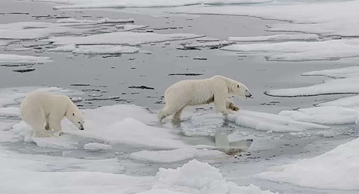 Kutup ayılarının nesli iklim değişikliği ve küresel ısınma nedeniyle tehlike altında