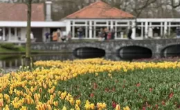 Hollanda’da dünyanın en büyük lale bahçelerinden Keukenhof, 75. kez ziyarete açıldı