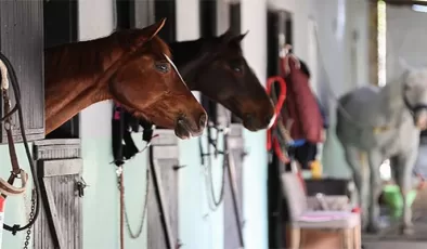 Milyon dolarlık atlar engel atlama yarışlarına at otelinde hazırlanıyor
