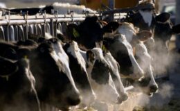 ABD hükümeti süt ineklerinde kuş gribi salgınının görüldüğü eyaletlerde kıyma numunelerini tahlil edecek