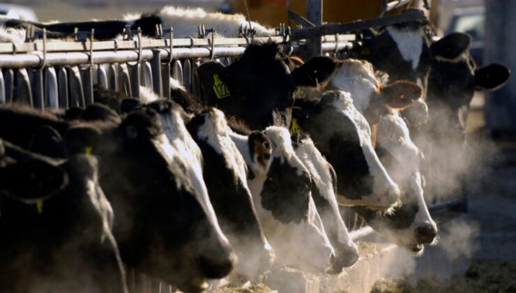 ABD hükümeti süt ineklerinde kuş gribi salgınının görüldüğü eyaletlerde kıyma numunelerini tahlil edecek