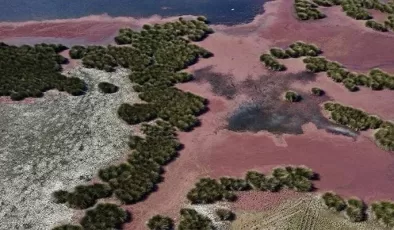 Kızıl eğrelti otları Kızılırmak Delta’sında su yüzeylerini kapladı