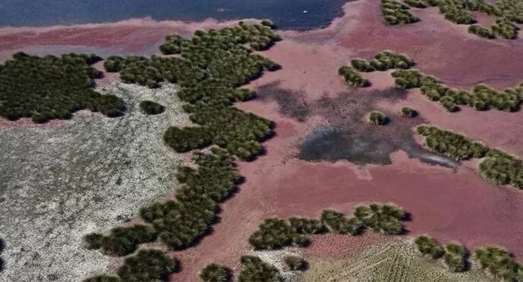 Kızıl eğrelti otları Kızılırmak Delta’sında su yüzeylerini kapladı