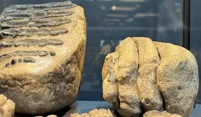 Samsun’da 14 yıl önce tesadüfen bulunan mamut fosilleri sergilenmeye başlandı