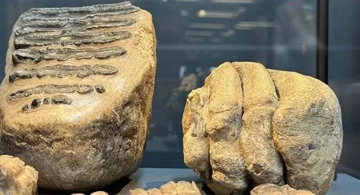 Samsun’da 14 yıl önce tesadüfen bulunan mamut fosilleri sergilenmeye başlandı