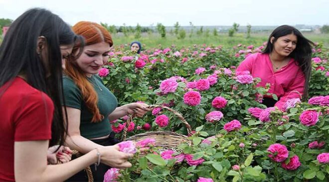 Osmanlı’nın gül bahçesi Edirne’de yine her yerde güller açacak