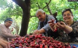 Türkiye’de maliyetler tarımın sonunu mu getiriyor?