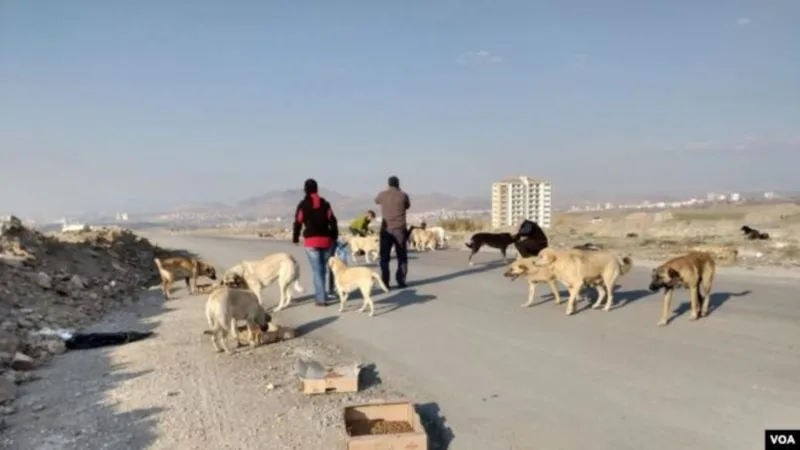 Marmara’da 50 belediyede barınak yok