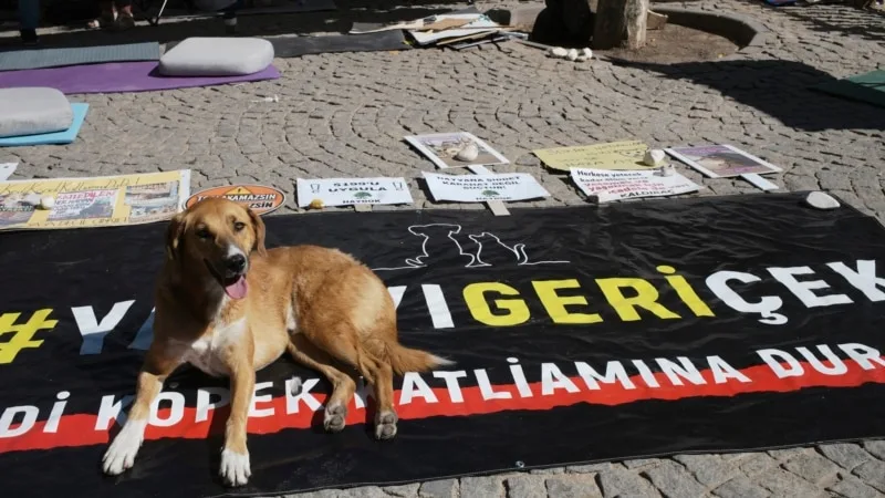Meclis sokak hayvanları yasasını onayladı, 1 Ekim’e kadar tatile girdi