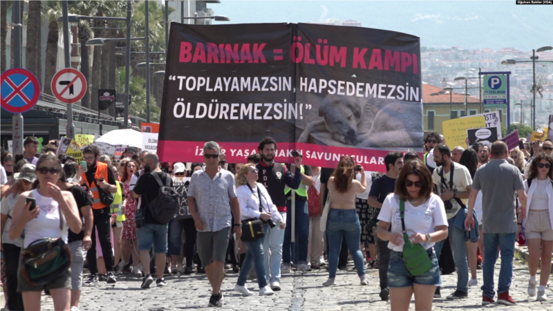 Sokak köpekleri yasasına taraflar ne diyor?