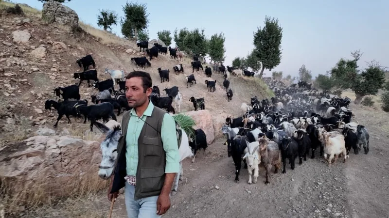 Şırnak’ın Balveren Belde Belediyesi’nden çobanlık hizmeti