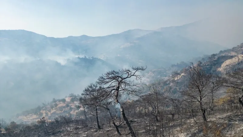 “İzmir ve Bolu’daki 3 bölgede orman yangınları kontrol altına alındı”
