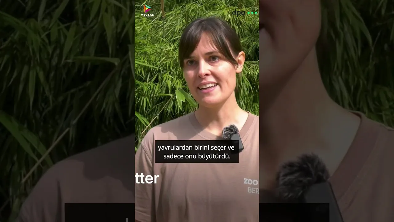 Berlin Hayvanat Bahçesi’nde doğan panda ikizleri büyüyor