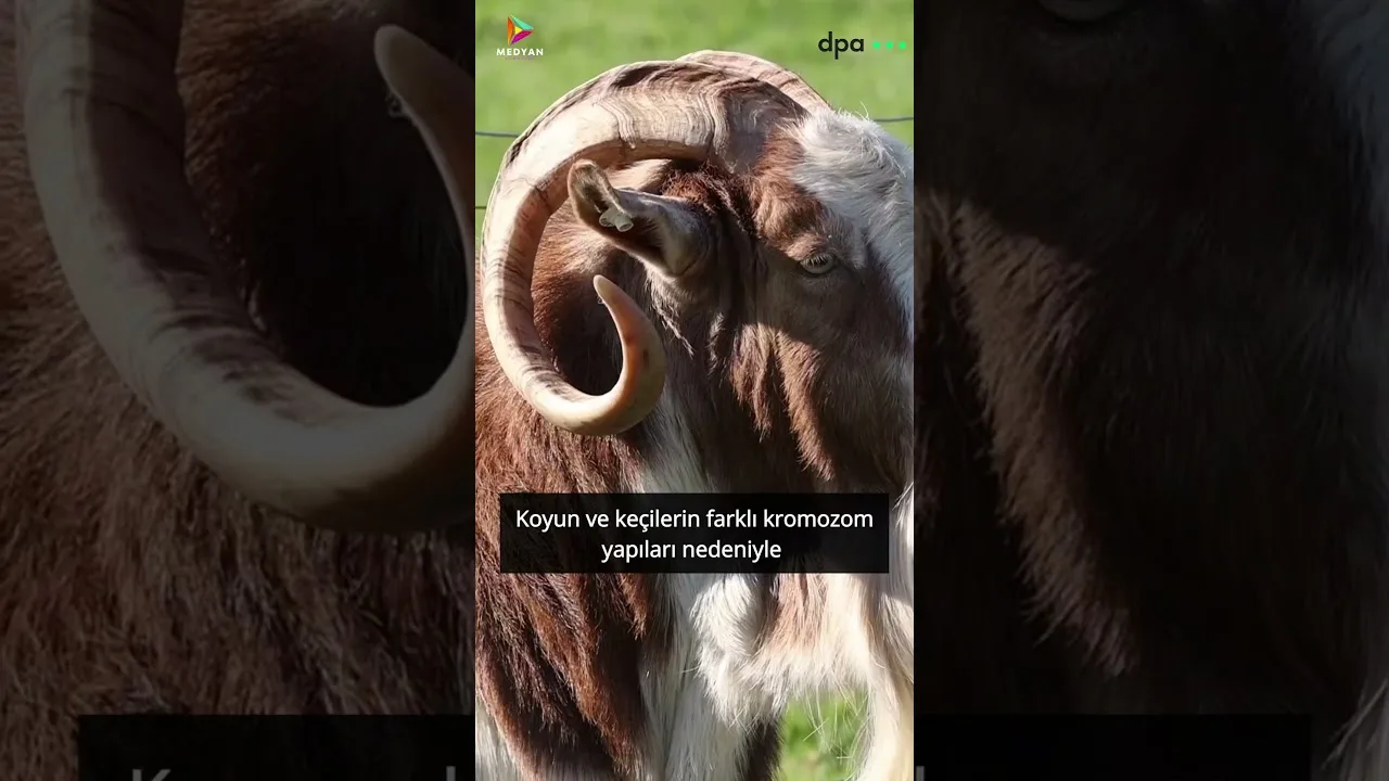 Koyun ve keçiden olan Flumo bir keçi-koyun melezi.